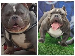 American bully male for sale!!