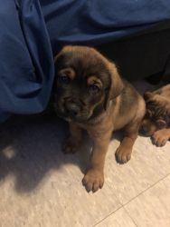 Two male puppies for sell BosMA