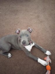4 month old female pitbull puppy