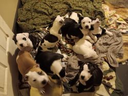 Nine American Staffordshire terriers