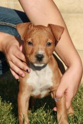 Imperial American Staffordshire Terrier Puppies