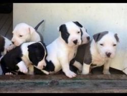 Purebred American Staffy puppies
