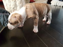 6 week old female pitbull puppy