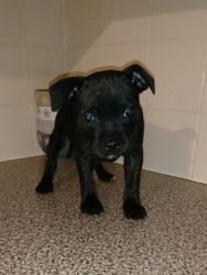 Staffordshire Bull Terrier Pups For Sale