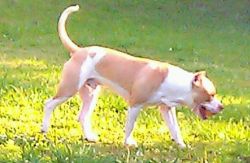 Beautiful American Staffordshire Terrier pups