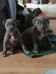 Blue pit puppies