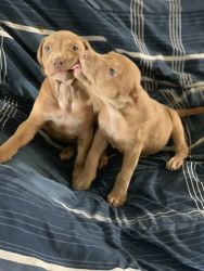 Female pitbulls for sale