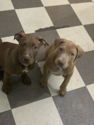 2 female pitbull puppies for sale