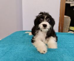 Small toy Aussiedoodle