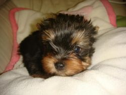 sweet and wonderful yorkies available