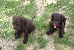 Lovely American Water Spaniel Puppies