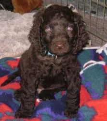 American Water Spaniel puppies for loving homes