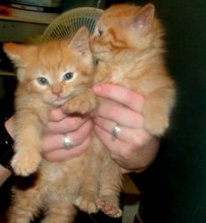 Great American Wirehair kittens ready for sale