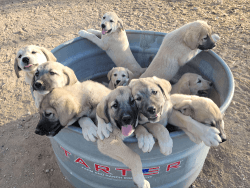 LGD Puppies for Good Home