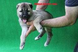 Anatolian shepherd dog For Sale