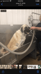 1 year old male Anatolian/ Great Pyrenees
