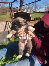 Anatolian Pyrenees pups for sale