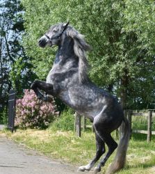 Andalusian Horse Stallion ( Joe )