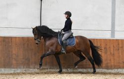 Well trained gelding with top character ( Pretty Boy ) 5,500