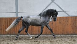 All Man Dream P.R.E. stallion Horse For Sale.