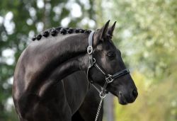 Beautiful black D-pony without paper.