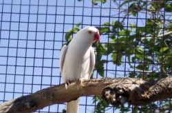 Indian white Ringnick parrot