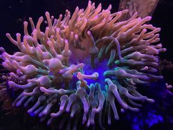 Rainbow bubble tip anemone