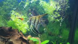Angelfish for sale or trade
