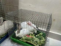2 PAIRS OF RABBIT AVAILABLE FOR ADOPTION