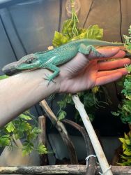 Cuban Knight Anole rehoming