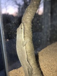 4 anoles for sale
