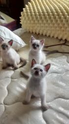 for sale kittens