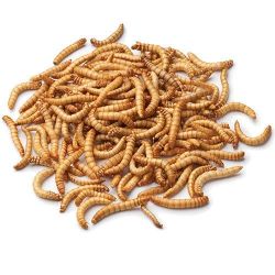 Iive Mealworms for fishes an birds