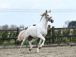 Appaloosa Stallion Horse ( White )