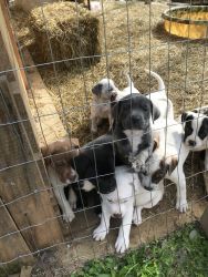 DOGO pups looking for new home