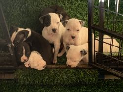 Pitbull dogo Argentino mix puppies 7 weeks old