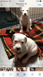 UKC Argentine Dogo pup’s for sale