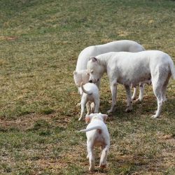 Absolutely Dogo Argentino Puppies For Sale