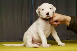 excellent Argentine Dogo pups for rehoming