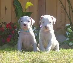 Baby Face Argentine Dogo puppies