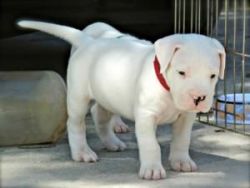 Argentine Dogo Puppies Now Available