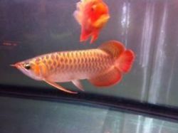 Quality red tail golden arowana fish