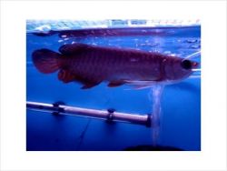 Super Red Arowana Fish For Sale (xxx)-xxx-xxxx