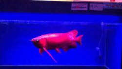 Top Quality Super Red Arowana Fish For Sale And Many More (xxx)-xxx-xxxx