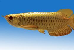 Premium High Goldenred arowana fish for sale