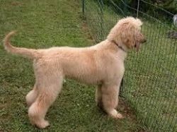 Afghan Hound puppies for sale
