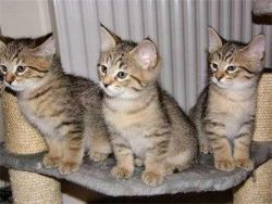 American Bobtail Kittens