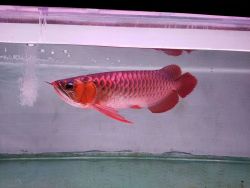 Red Arowana Fish For Sale In Australia