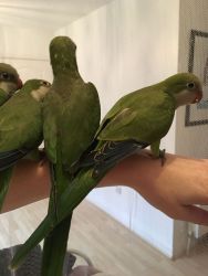 Quaker Parrots For Rehoming
