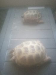 Two tortoises for sale plus terrarium